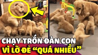 Chó mẹ Golden 'CẦU CỨU' chạy trốn khỏi đàn con vì lỡ 'ĐẺ QUÁ NHIỀU' 😅 | Gâu Đần