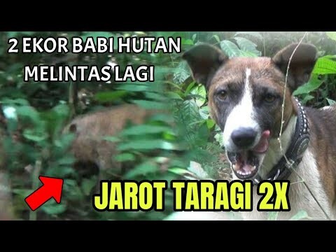 DUA EKOR " BABI HUTAN " MELINTAS LAGI DI LOKASI YANG SAMA || DI BURUAN MUNDAM SIJUNJUNG || EPS 2