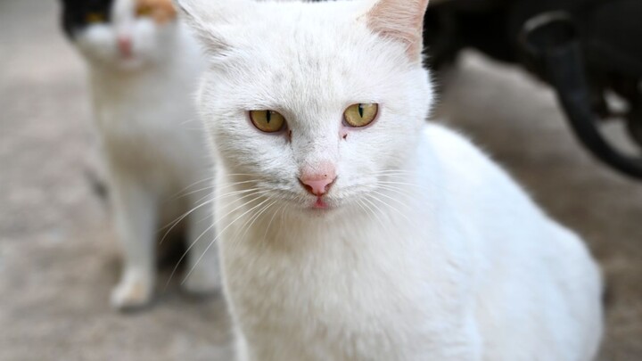 Cat Mom Goes Around Rubbing People, Asking For a Home for Her and Baby