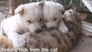 怎么就把我当妈了，喵~！