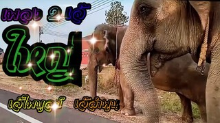 เพลง สองเจ๊ใหญ่ เจ๊ไพบูลย์เจ๊ลำพูน#Elephant Thailand#พลายบัวบาน#พลายไพฑูรย์#ตะลอนข่าว