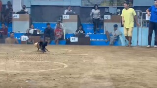 WIN! @SMCA 10/12/25 TALISAY  KONTRA MAYAHIN (STAG VS BULLSTAG) DEHADO SA LOOB AT LABAS