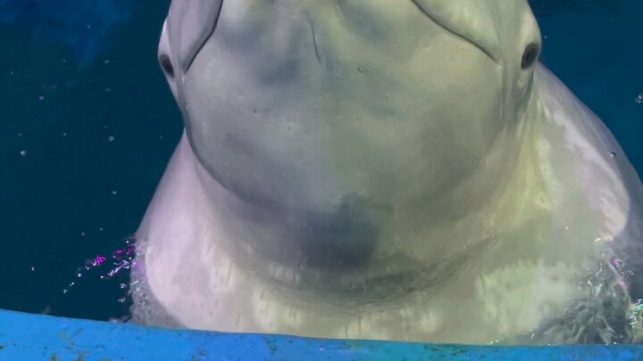 Xiaohēi Ditipu, Dàbái Jadi Marah