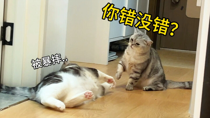 แมวตัวนี้ช่างเป็นตัวเด่นจนเกินไป! ทำเอาแมวน้องๆ อีกหลายคนหงุดหงิดสุดๆ เลย!