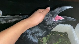 The raven now has to let you pet it before going to sleep, otherwise it won't sleep well. This is li