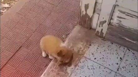 Whose little puppy is sleeping right at my doorstep?