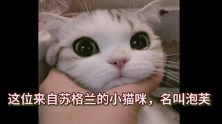 Opening a cat movie the way marketing accounts do