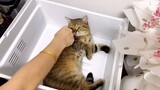[Động vật] Mọi người ơi, mình không có ngược đãi mèo đâu!!!
