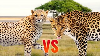 Cheetah vs Leopard | SPORE
