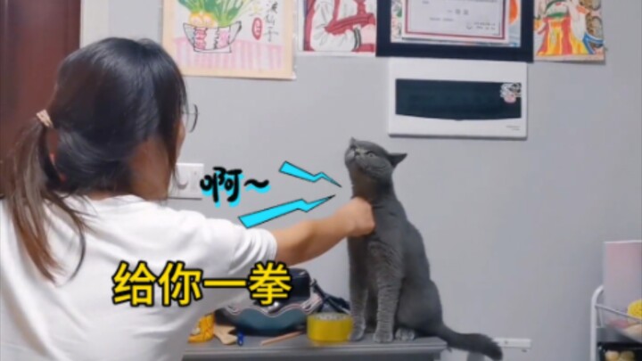 Top List: These Super-Clever Cats Are So Smart They Can Even Talk—Hurry, Don’t Let This Distract You