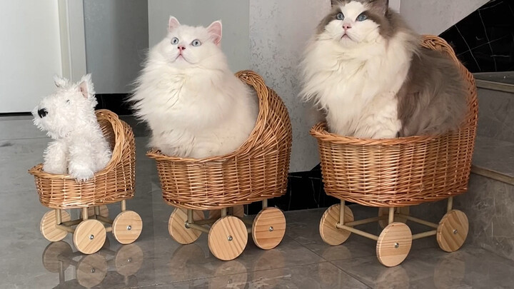 Chú mèo 12 kg cuối cùng cũng có được chiếc xe đẩy em bé của riêng mình!