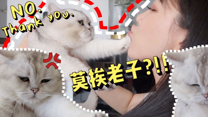 Cat Kiss Challenge: 100 Smooches! Does the kitty’s face dent from all the kisses?? Starting to quest