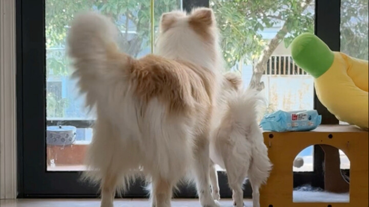 Does every puppy have its own unique and quirky little quirk?