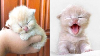 Baby Cats - Cute and Funny Cat Videos Compilation #24 | Aww Animals