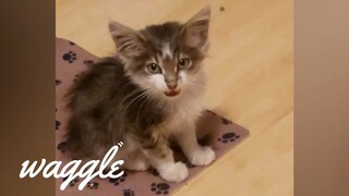 Feistiest Kittens | Try Not to Aww Challenge