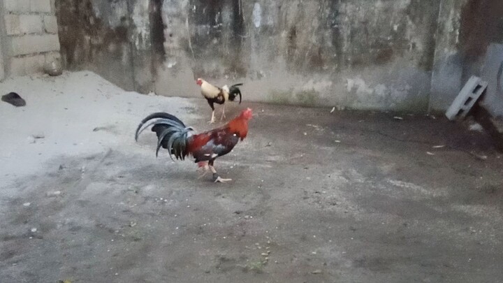 baldadong grey the tiktok dance