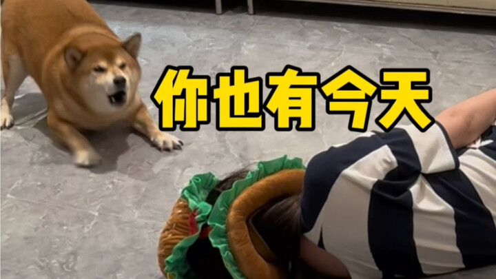 رد فعل كلبي عندما تظاهرت بالإغماء في منزلي