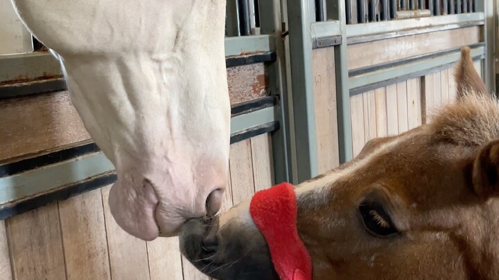 Khi những con ngựa khác nhau gặp ngựa Ả Rập