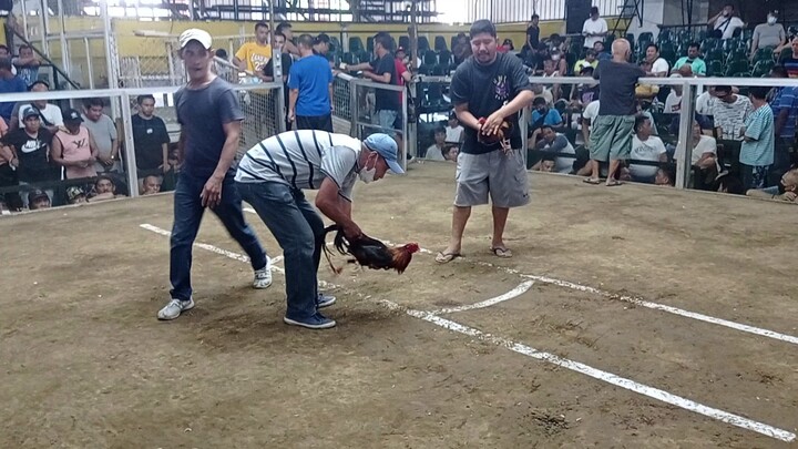 kumpare ng tatay ko manok, financer ako. nanalo saglit lng kalaban part 2.