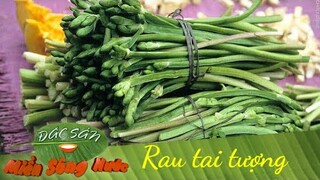 Bạn có nhớ Rau Tai Tượng không? Tên đẹp, ăn ngon, nhai giòn xốp thiệt khoái | Đặc sản miền sông nước