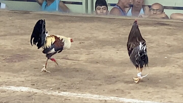 TALISAY VS ALIMBUYUGIN, 55K PARADA LAST FIGHT 2HITS ULUTAN LZ #SABONG INTERNATIONAL