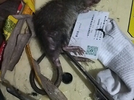 Satu-satunya video pendek dari dark web yang bisa lolos penyensoran