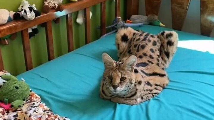 A foreign netizen keeps a serval at home, and the cat is especially good at reading people's express