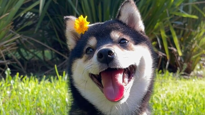 Akhir pekan kemarin seru banget ajak Man Yu jalan-jalan ke taman~ Sampai fotoin banyak banget wallpa