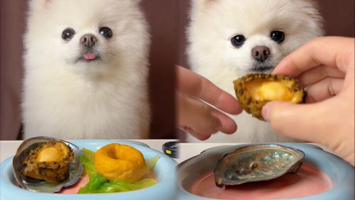 We’re having abalone today~~