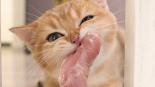 有些猫 吃着吃着就变橘猪了