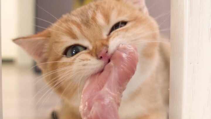 แมวบางตัวจะกลายเป็นหมูสีส้มเมื่อกิน