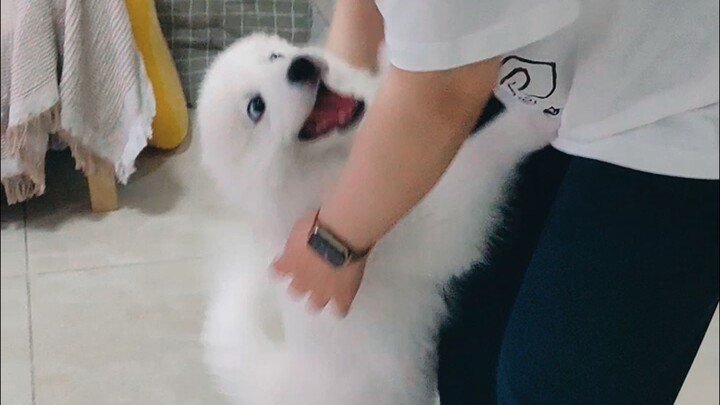 Tôi và bạn trai đều là người hướng nội, nhưng lại nuôi một chú chó hướng ngoại.