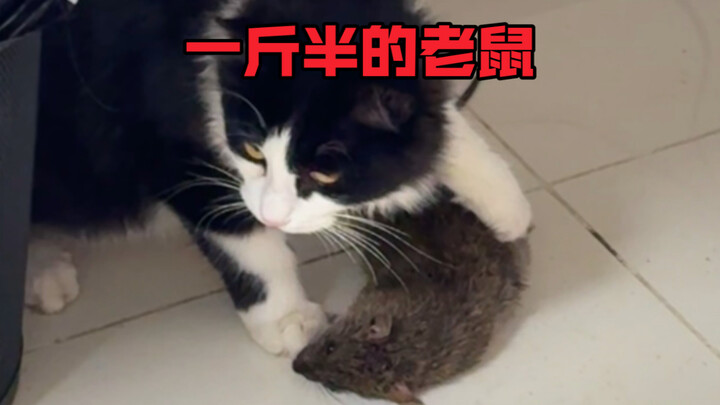 My Cat Wants to Kill Me