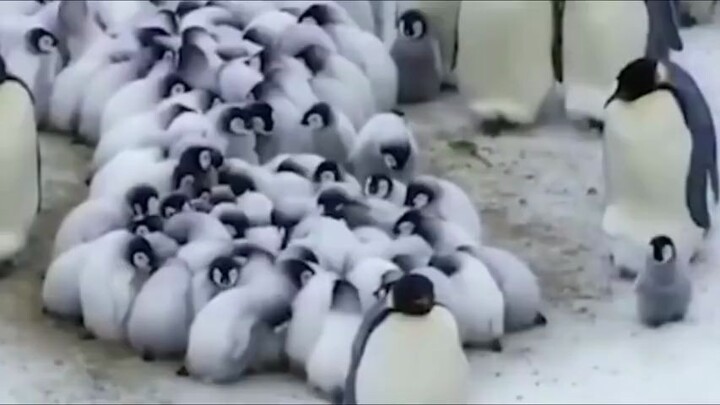 Penguins forced to attend "kindergarten"