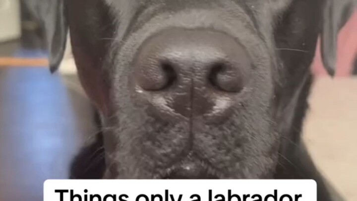 เมื่อคุณเลี้ยงลาบราดอร์สักตัว: หมาเป็นห่วงว่าคุณจะเหงา หมาอยู่เป็นเพื่อนคุณ หมาช่างน่ารัก🥺