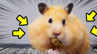หนูแฮมสเตอร์ตัวใหญ่ของฉันสามารถกินแก้มได้มากแค่ไหน