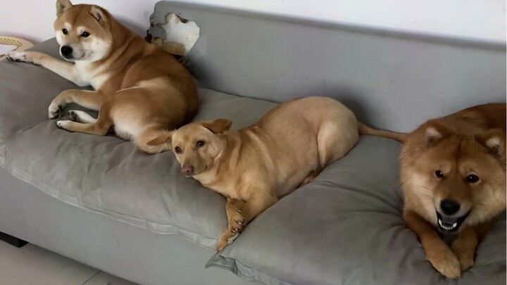 Watching TV is so healing for the pups!