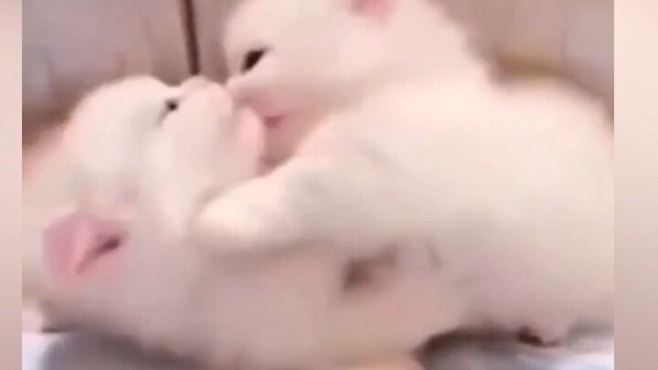 “แมวน้อยทะเลาะกันก็น่ารักน่าเอ็นดูเหมือนกันนะ”