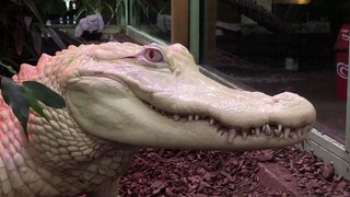 [Is this a real alligator??]