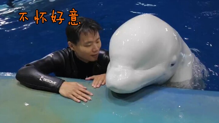 Si Paus Putih Kecil Dicium Paksa!