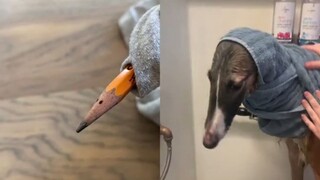 The long-faced dog "Russian Wolfhound" was played around with by netizens, and some of them were rea