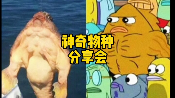 海绵宝宝里的鱼真实存在吗？