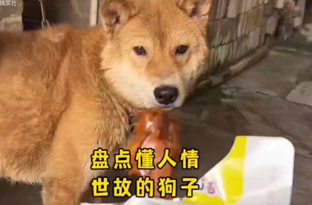 有什么是一根火腿肠解决不了的吗？