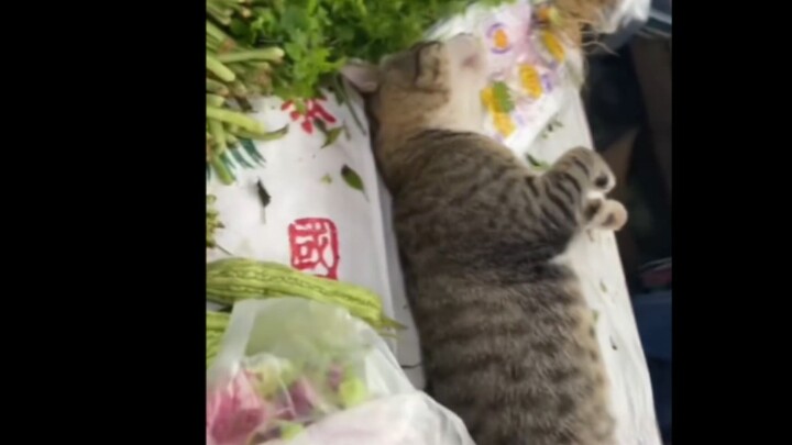 A cat selling for 15 yuan per jin at the wet market