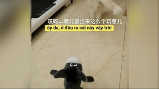 抖音-Tổng hợp Douyin_  Ngạc nhiên với chú mèo BIẾT NÓI hot nhất Tiktok Trung Quốc