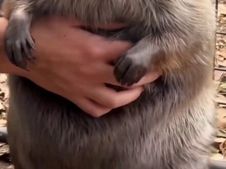 "The 'architect engineers' of the animal kingdom"—beavers—repaired a massive dam in just two days! A