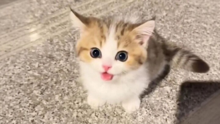 น้องแมวน่ารักสุดๆ เลย~