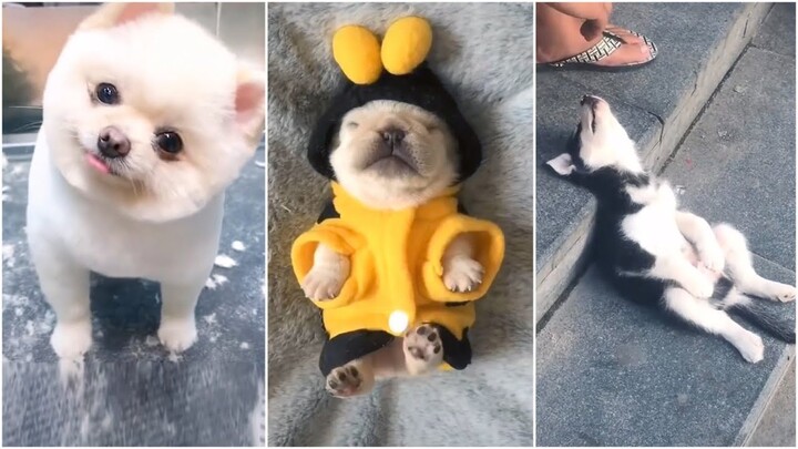 Cute and funny pet (P11) ✅ Chó con Dễ Thương | News Cute Puppies Doing Funny Things 10/05/2020
