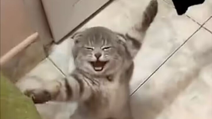 Cat: Hahaha, it’s another irritating day!