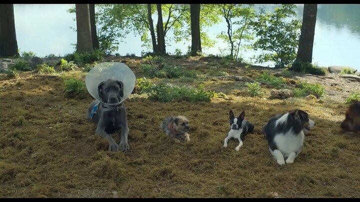 Strays _   Watch Full Movie : Link in description